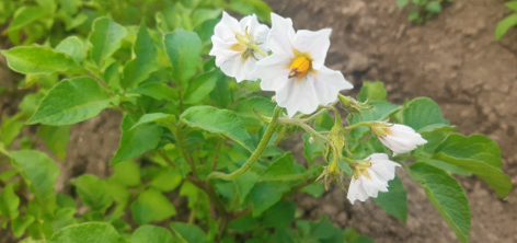 Bl�te von Kartoffelsorte Rote Emmailie