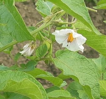 Bl�te von Kartoffelsorte Rote Emmailie