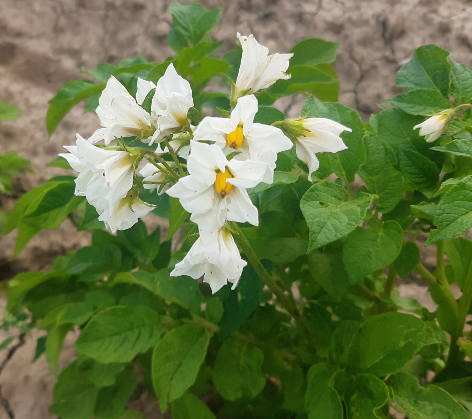 Bl�te von Kartoffelsorte Sieglinde