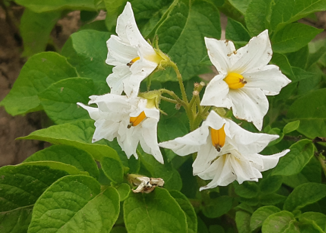 Bl�te von Kartoffelsorte Sieglinde