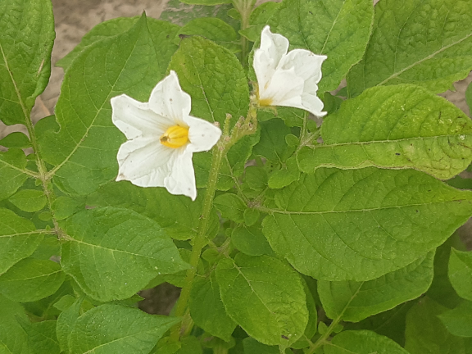 Bl�te von Kartoffelsorte Linda