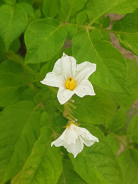 Bl�te von Kartoffelsorte Linda