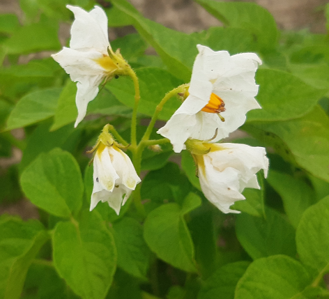 Bl�te von Kartoffelsorte Goldmarie