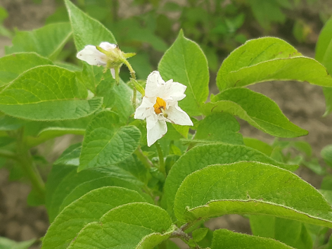 Bl�te von Kartoffelsorte Laura