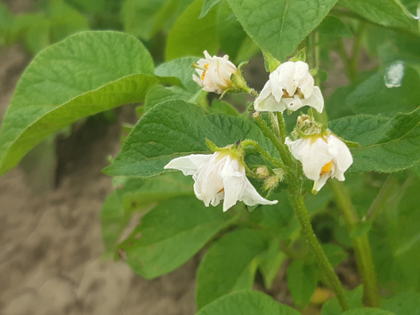 Bl�te von Kartoffelsorte Laura