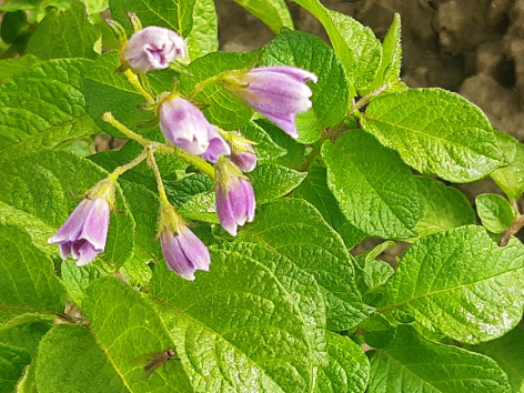 Bl�te von Kartoffelsorte Nemo