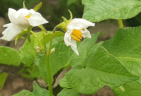 Bl�te von Kartoffelsorte Allians