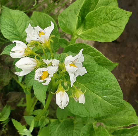 Bl�te von Kartoffelsorte Allians