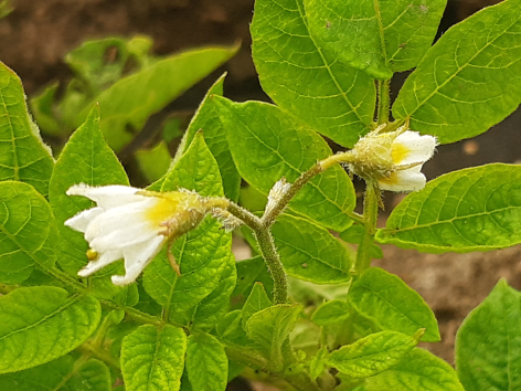 Bl�te von Kartoffelsorte Russet Burbank