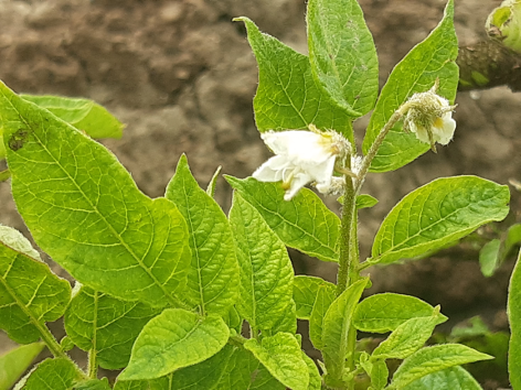 Bl�te von Kartoffelsorte Russet Burbank