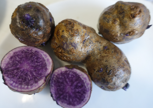 Kartoffelsorte Blaue Schwede