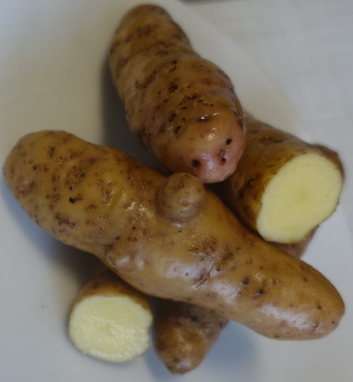 Kartoffelsorte Bamberger H�rnle