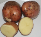 Kartoffelsorte Rote Oberpfälzer
