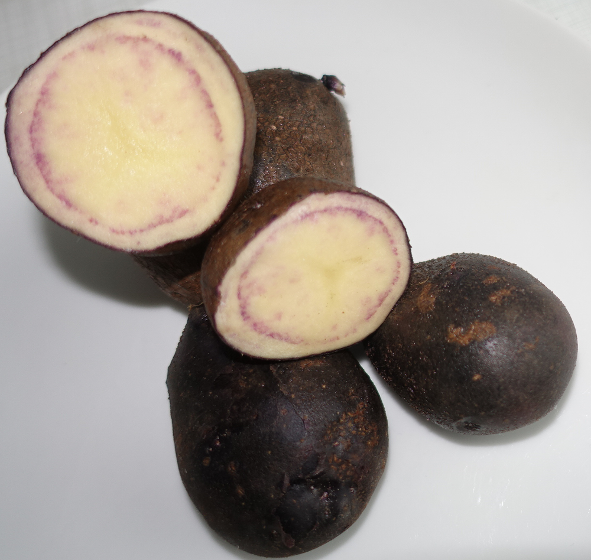 Kartoffelsorte Kuno (S.Janke)