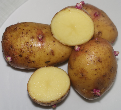 Kartoffelsorte Carolus