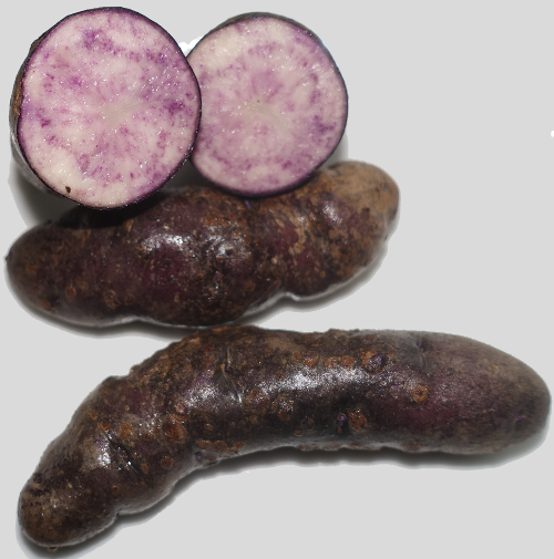 Kartoffelsorte Wildkartoffel Nr.103