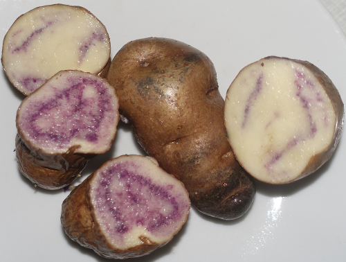 Kartoffelsorte Mecklenburger Schecke