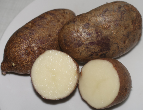 Kartoffelsorte Blue Danube