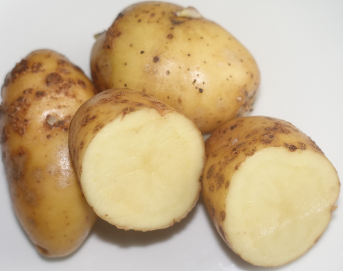 Kartoffelsorte Bintje