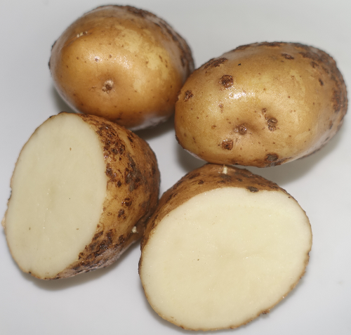 Kartoffelsorte Up To Date