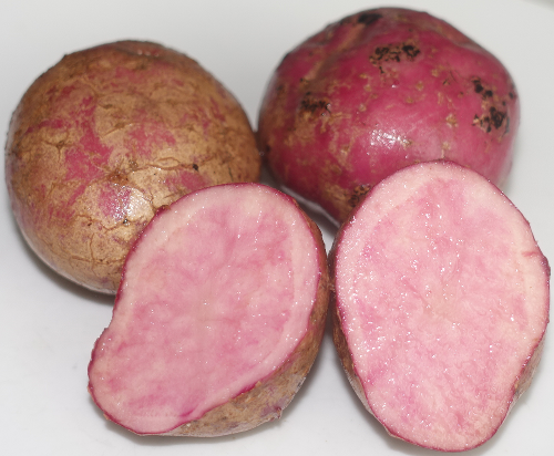 Kartoffelsorte Schweizer Hofsorte