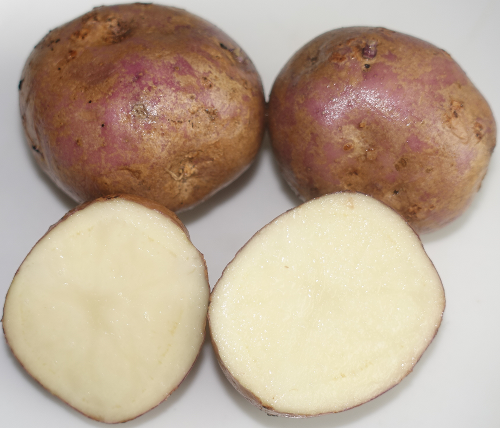 Kartoffelsorte Violett d'Auvergne