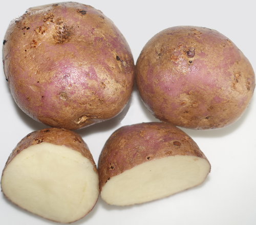 Kartoffelsorte Violett d'Auvergne