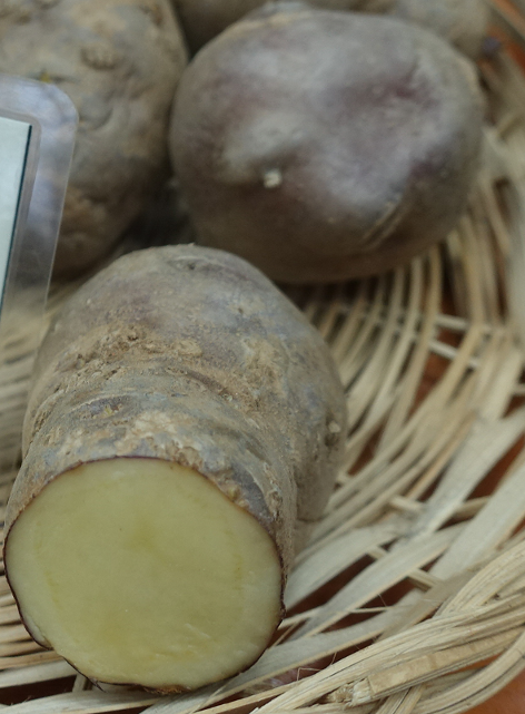 Kartoffelsorte Blauwe Eigenheimer