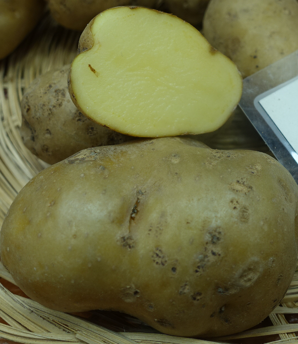 Kartoffelsorte Somogyi Kifli (Schomlauer Kipfler)