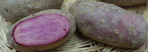 Kartoffelsorte Heiderot