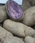 Kartoffelsorte Violetta