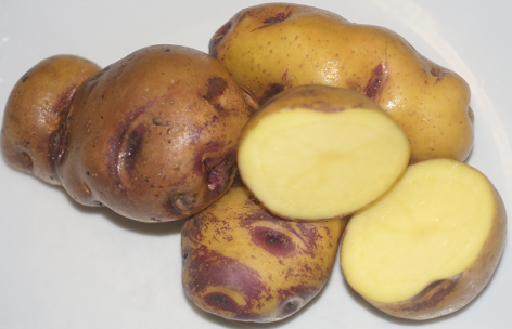 Bonita ojo de Perdiz