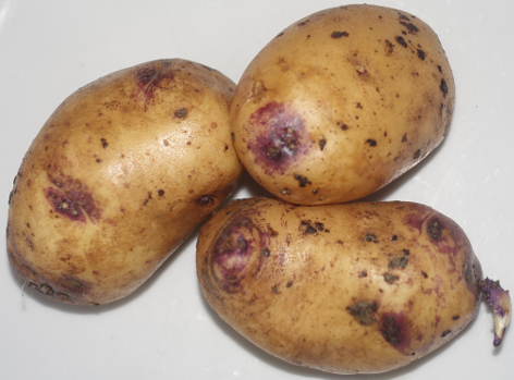 Kartoffelsorte Catrionia