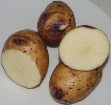 Kartoffelsorte Catrionia