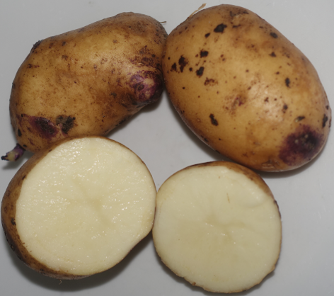 Kartoffelsorte Catrionia