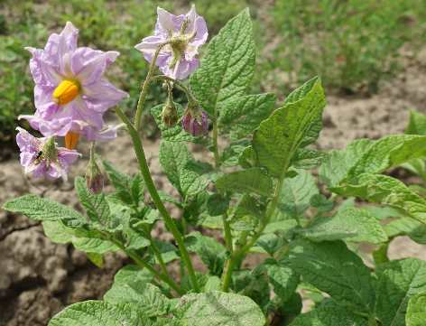 Bl�te von Kartoffelsorte Skagit Valley Gold