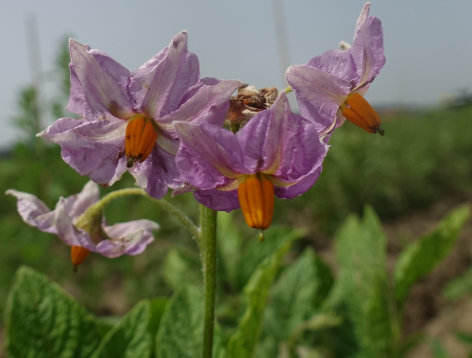 Bl�te von Kartoffelsorte Skagit Valley Gold