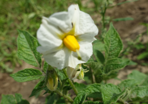 Bl�te von Kartoffelsorte Long Blue Kuba