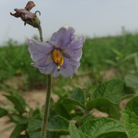 Bl�te von Kartoffelsorte Huckleberry Gold