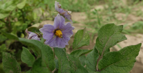 Bl�te von Kartoffelsorte Huckleberry Gold