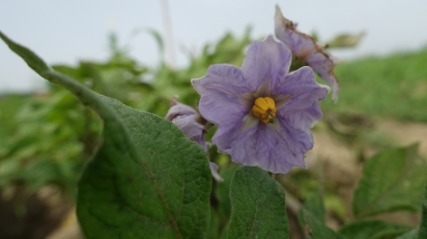 Bl�te von Kartoffelsorte Huckleberry Gold