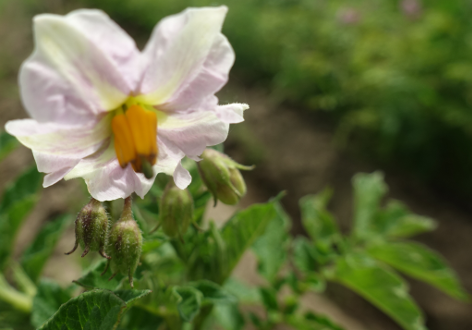 Bl�te von Kartoffelsorte Dicker Karl