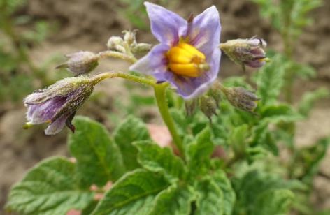 Bl�te von Kartoffelsorte Rosaschalige aus Peru