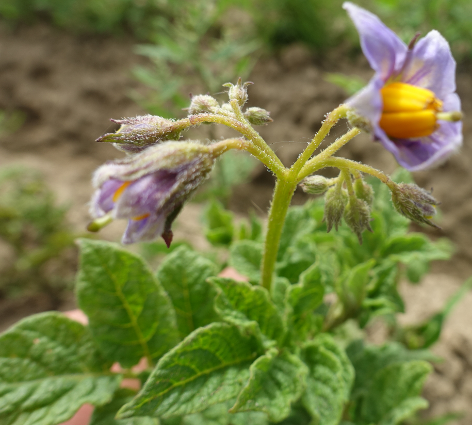 Bl�te von Kartoffelsorte Rosaschalige aus Peru