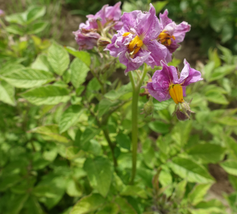 Bl�te von Kartoffelsorte Schweizer Hofsorte San Remo