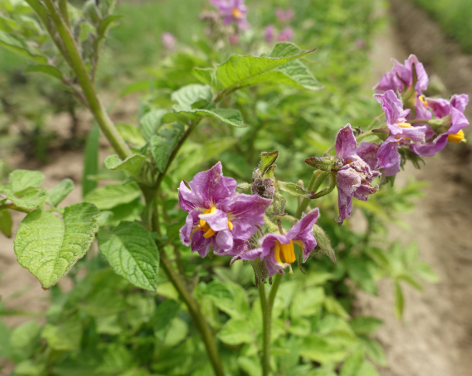 Bl�te von Kartoffelsorte Schweizer Hofsorte San Remo