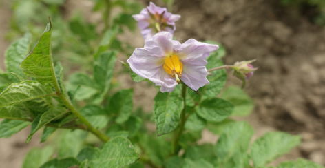 Bl�te von Kartoffelsorte Waycha