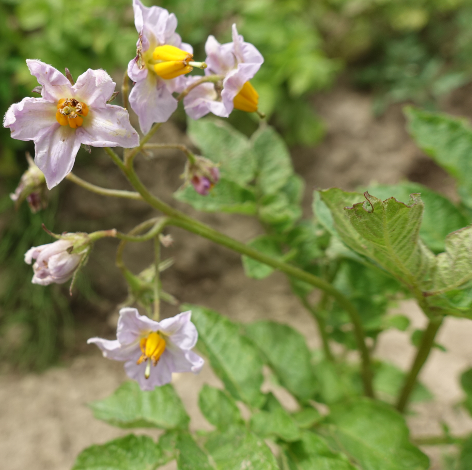 Bl�te von Kartoffelsorte Waycha