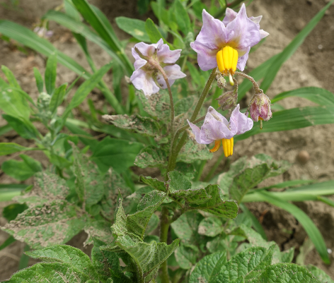 Bl�te von Kartoffelsorte Waycha