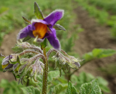 Bl�te von Kartoffelsorte Cilga